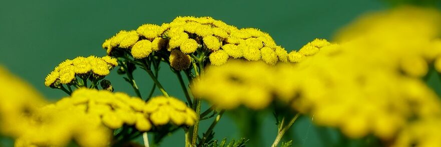 tansy proti červom