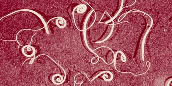 foto ľudských parazitov