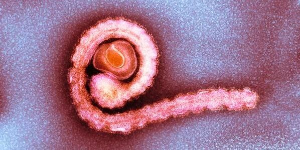 trpasličí pásomnica v ľudskom tele